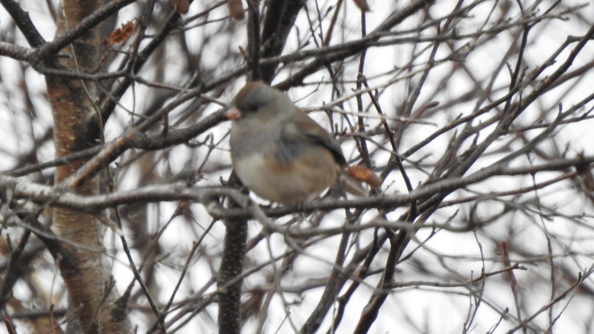Dark-eyed Junco - ML646242822