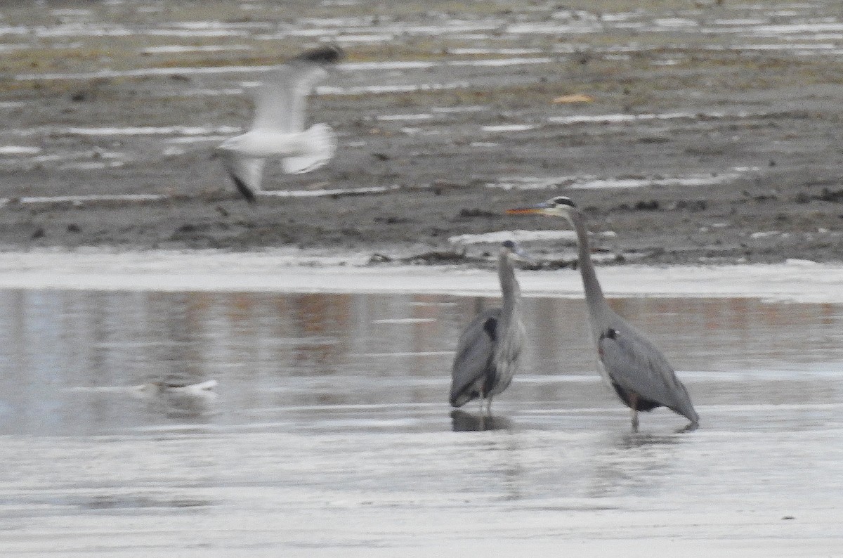 Great Blue Heron - ML646242824