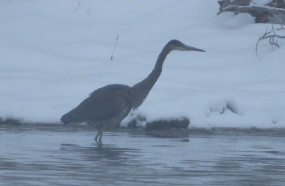 Great Blue Heron - ML646242827