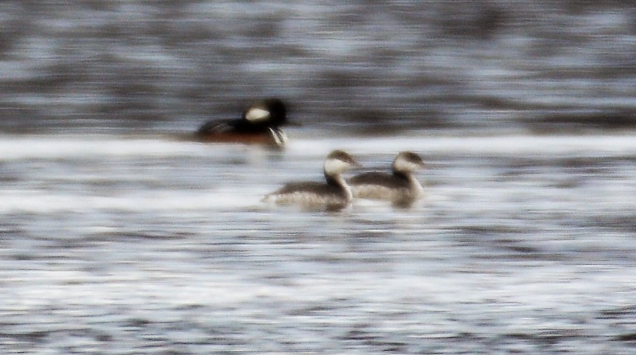 Красношейная поганка - ML646242837