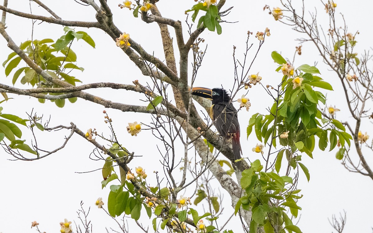 Chestnut-eared Aracari - ML646242858
