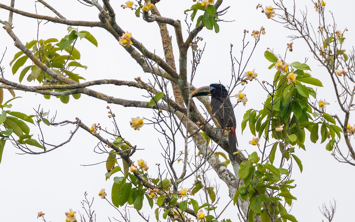 Chestnut-eared Aracari - ML646242859