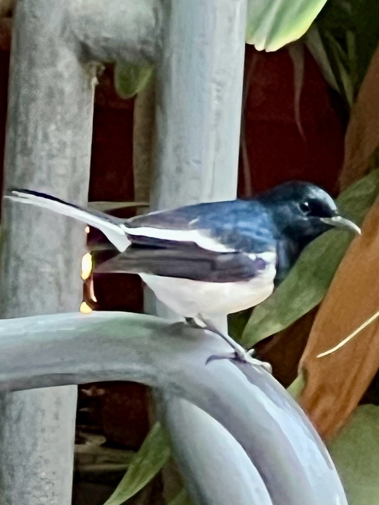 Oriental Magpie-Robin - ML646242860