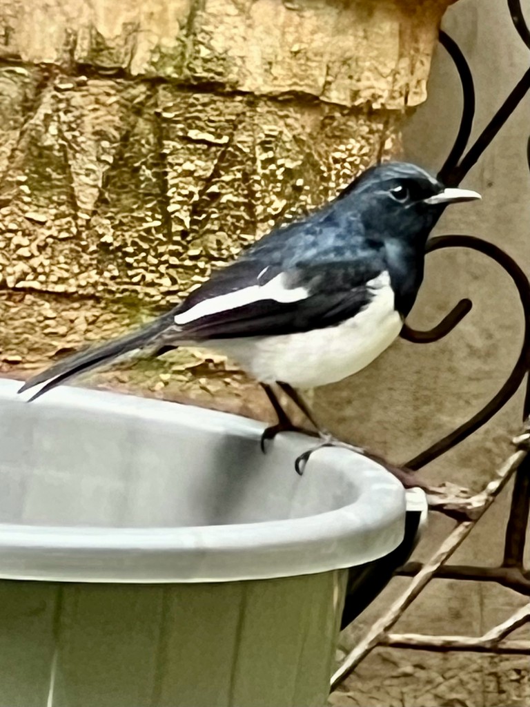 Oriental Magpie-Robin - ML646242861