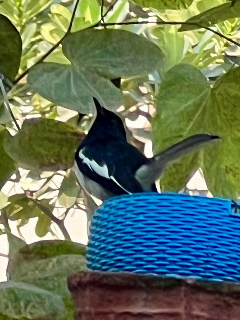 Oriental Magpie-Robin - ML646242862
