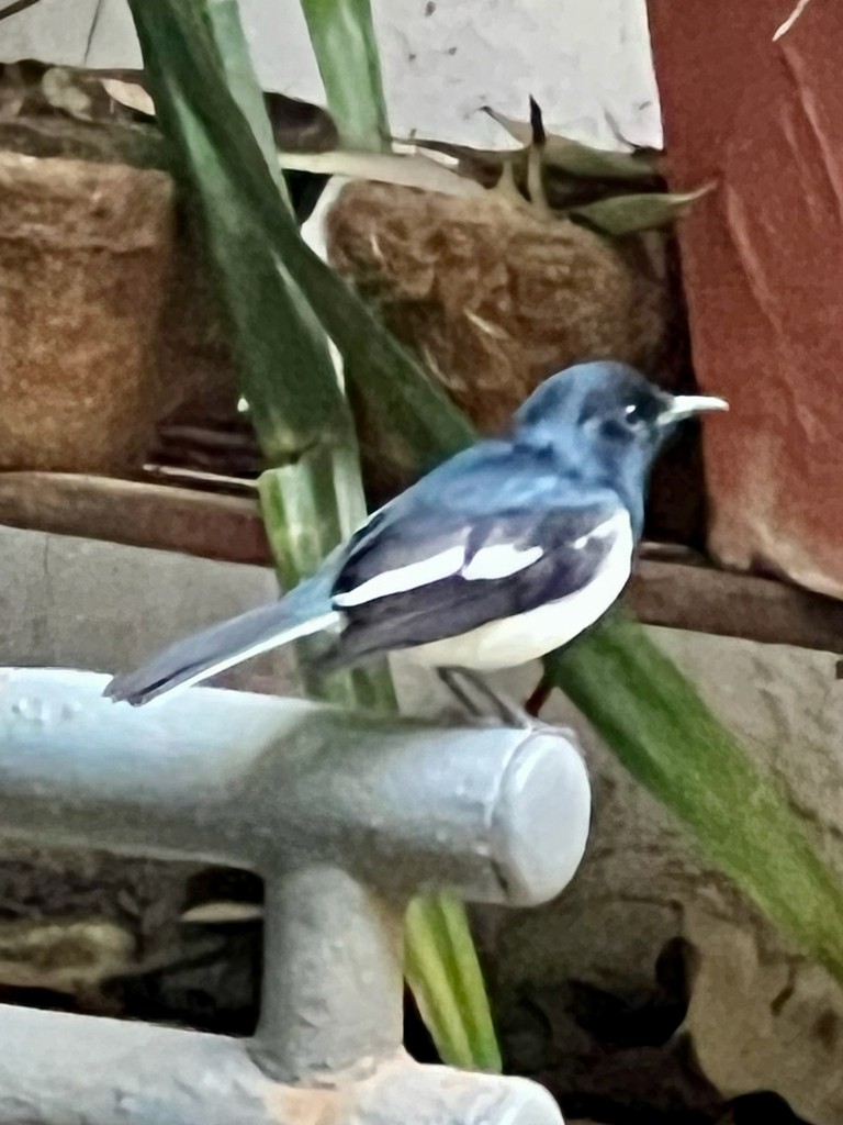 Oriental Magpie-Robin - ML646242863
