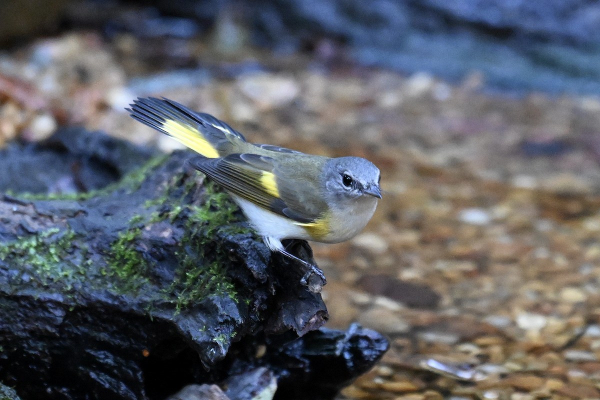 סבכון חכלילי - ML646242864