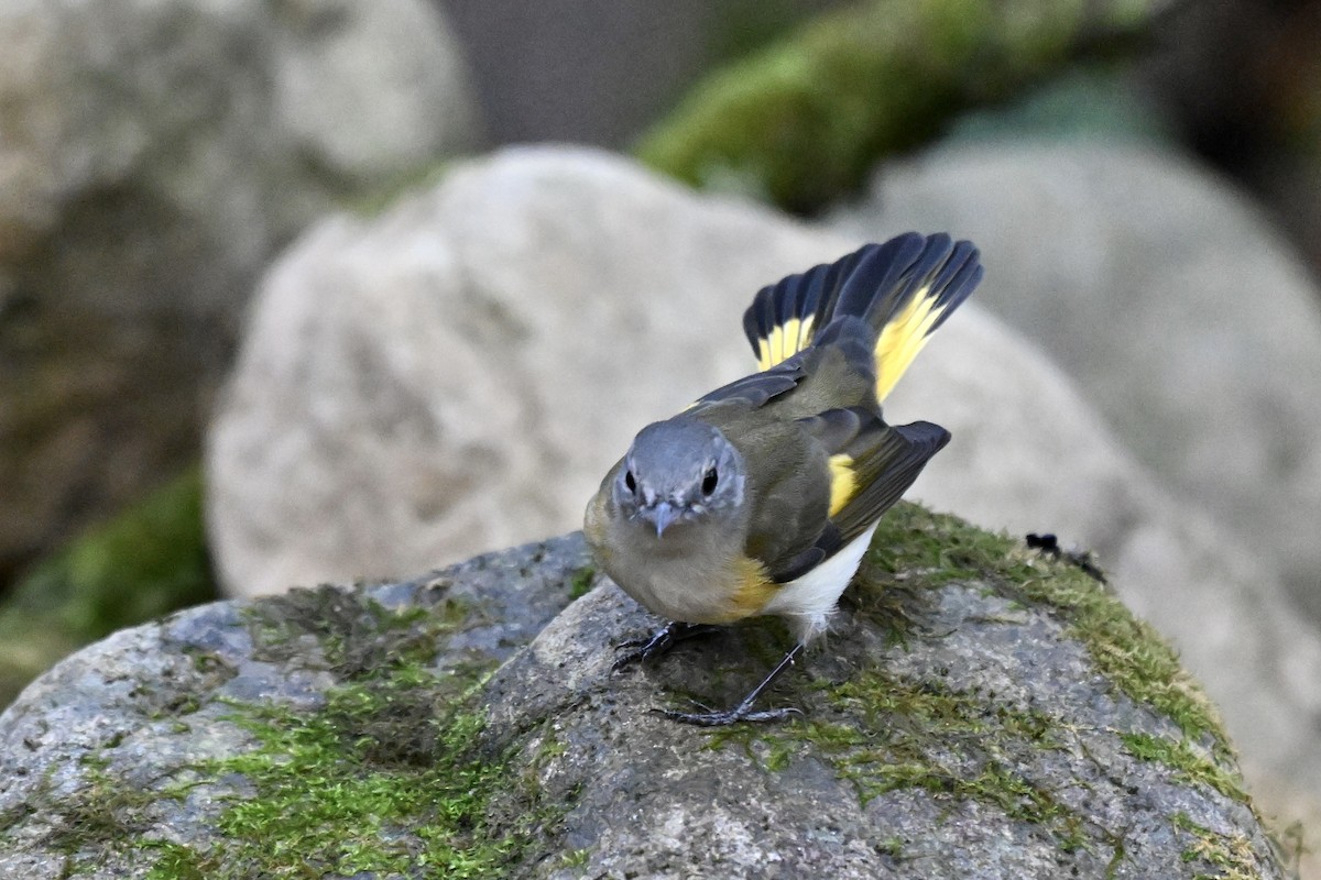 סבכון חכלילי - ML646242869