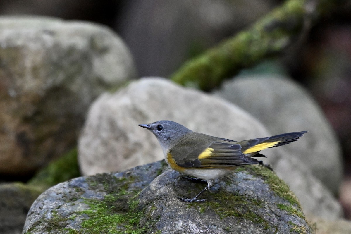 סבכון חכלילי - ML646242876