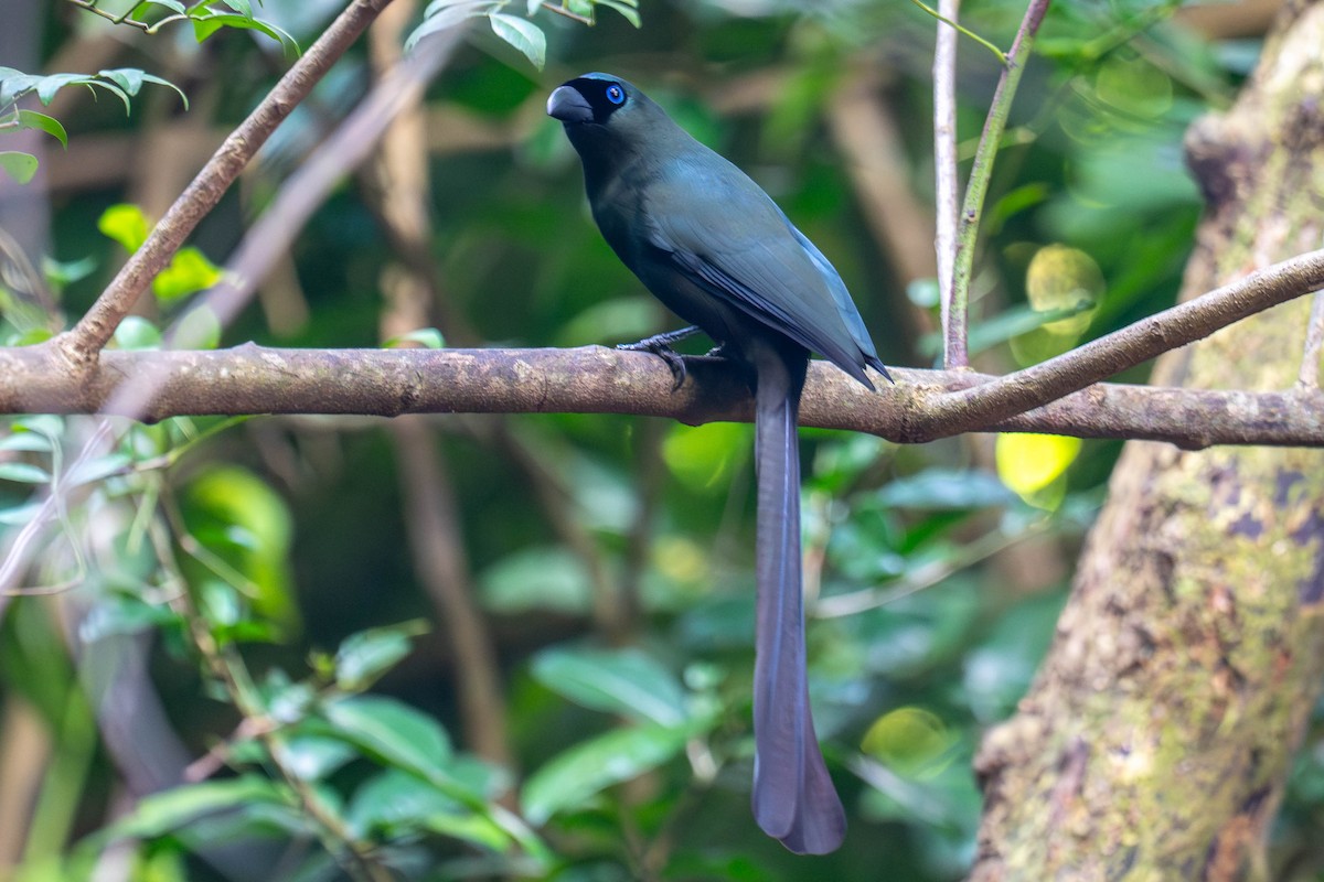 Racket-tailed Treepie - ML646242880