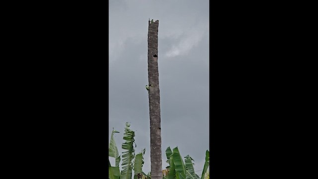 Rose-ringed Parakeet - ML646242888