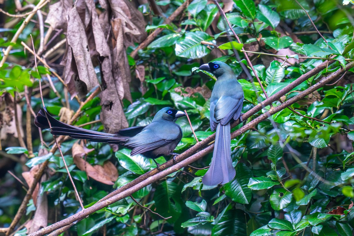 Racket-tailed Treepie - ML646242889