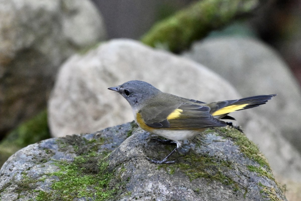 סבכון חכלילי - ML646242890