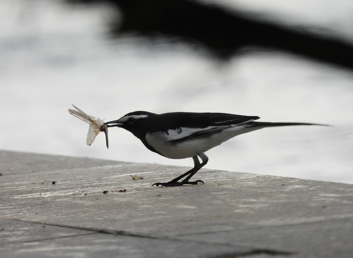 White-browed Wagtail - ML646242891