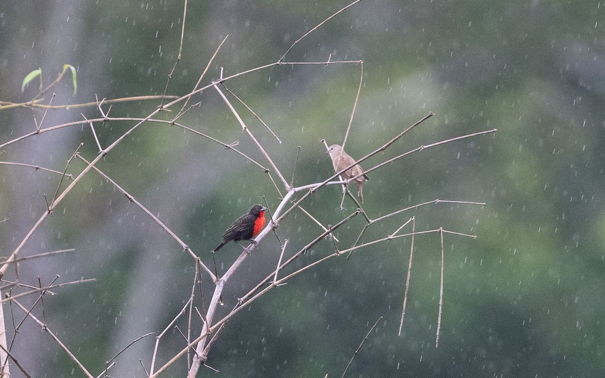 Red-breasted Meadowlark - ML646242895
