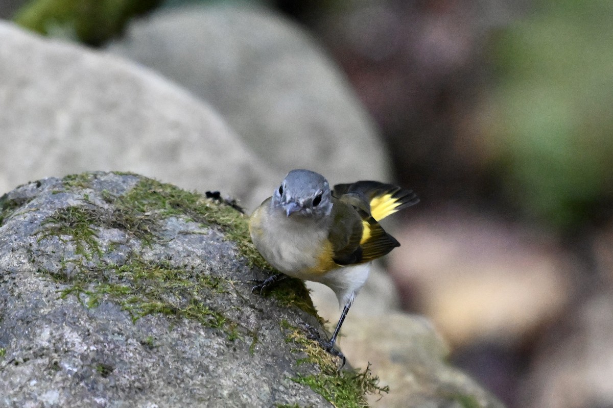 סבכון חכלילי - ML646242897