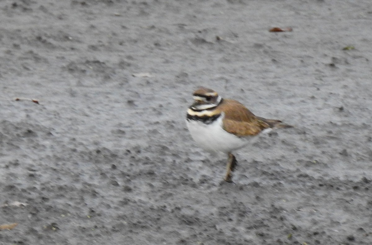 Killdeer - ML646242902