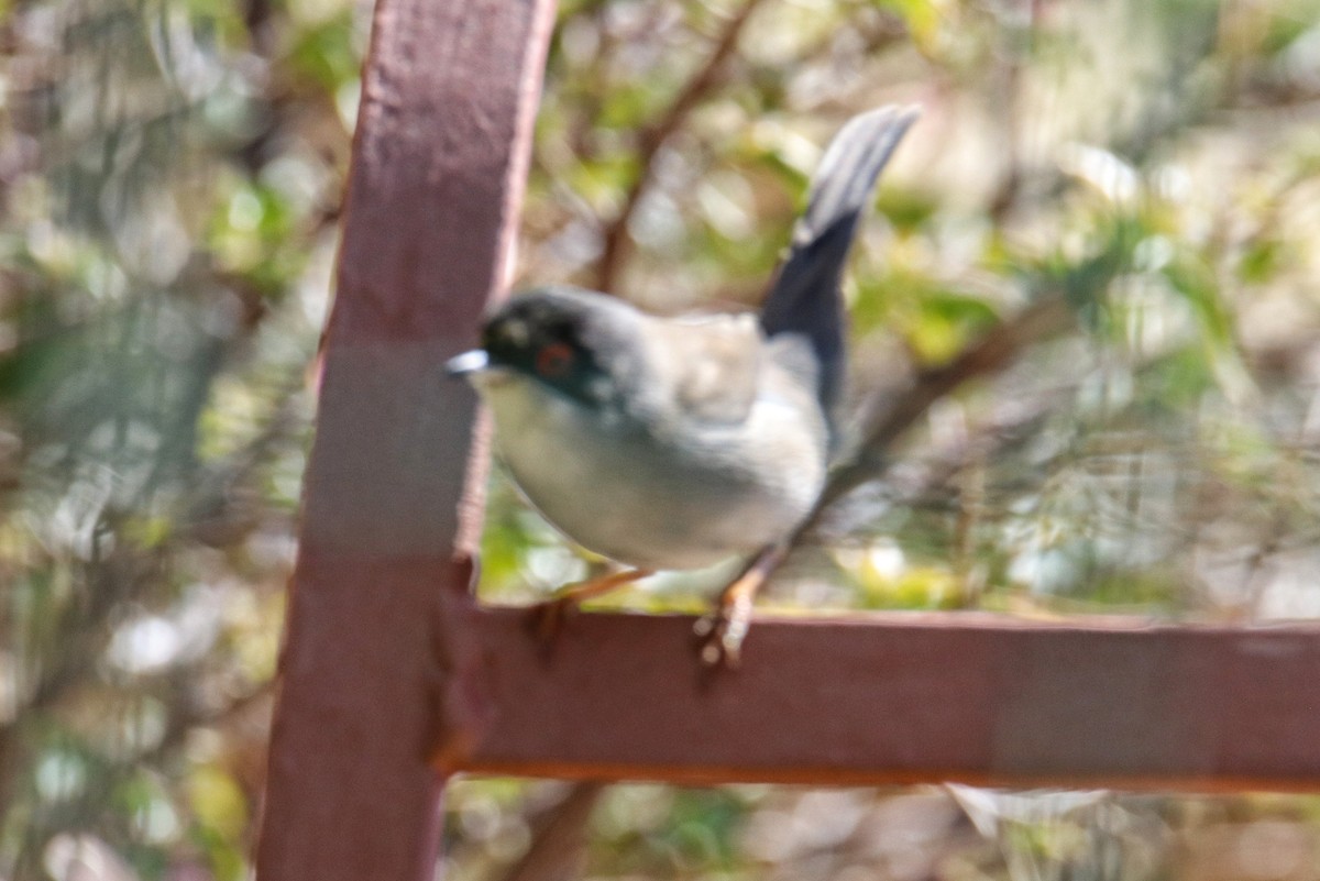 Средиземноморская славка - ML646242903