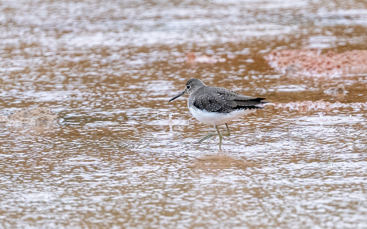 Улит-отшельник - ML646242907