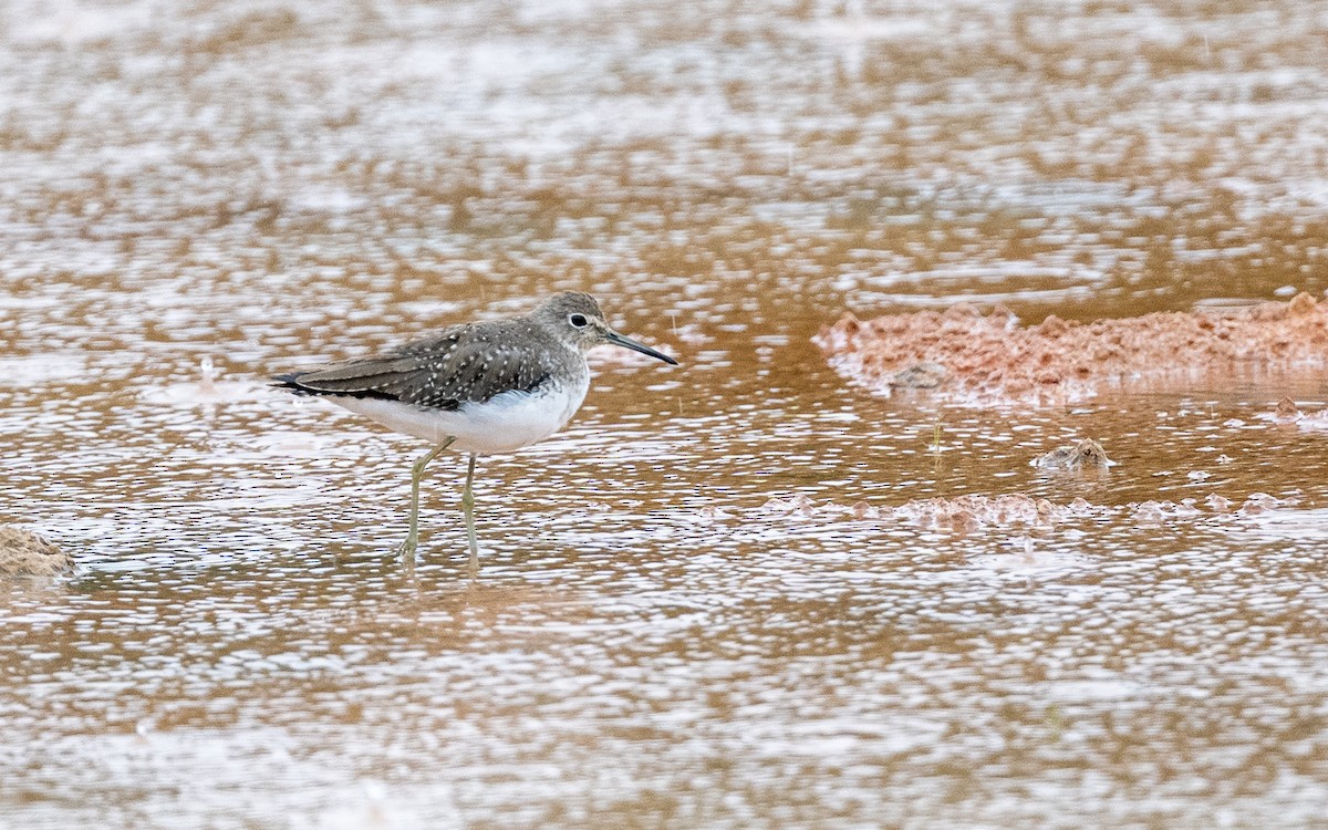 Улит-отшельник - ML646242908