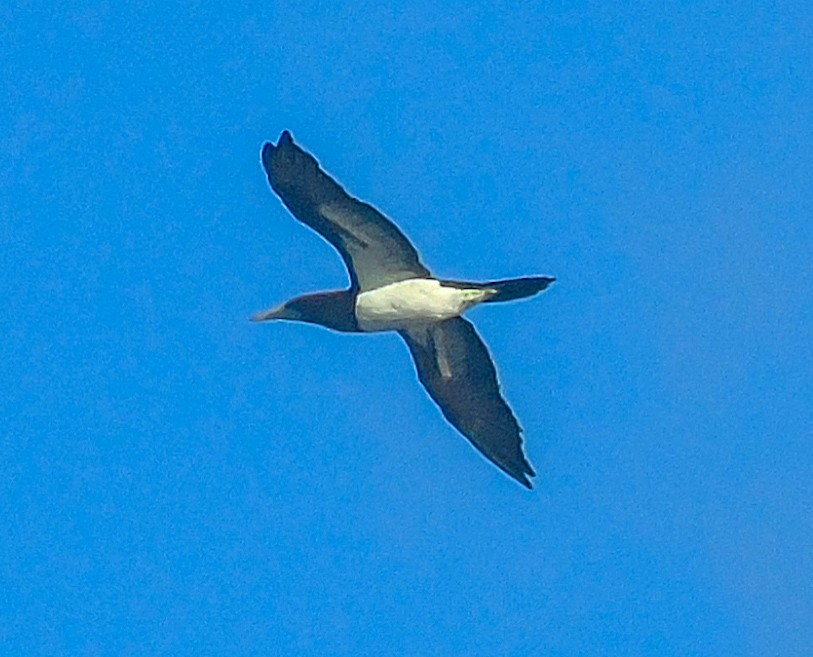 Cocos Booby - ML646242909