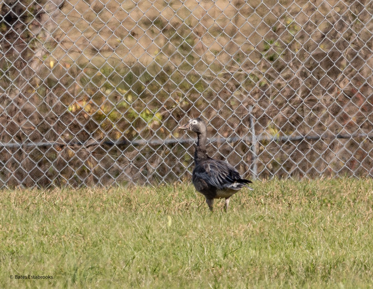 Белый гусь - ML646242911