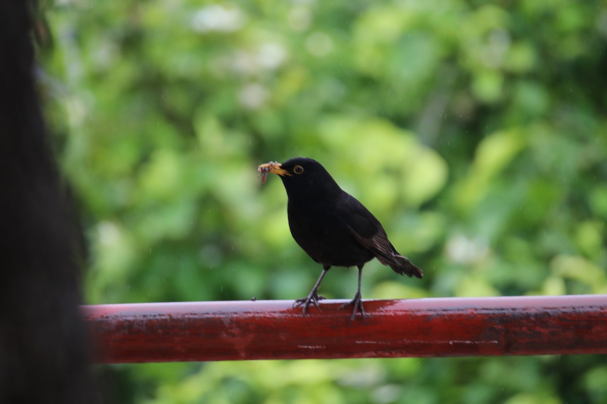 Чёрный дрозд - ML646242912