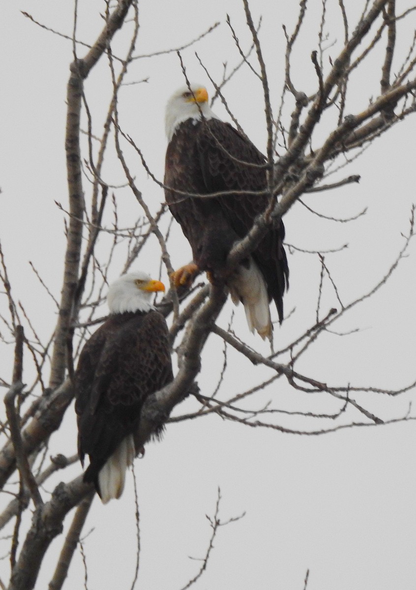Белоголовый орлан - ML646242913