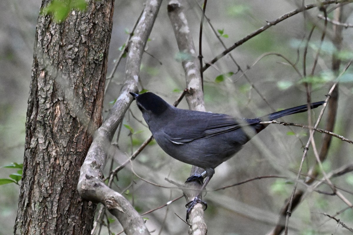 Кошачий пересмешник - ML646242914