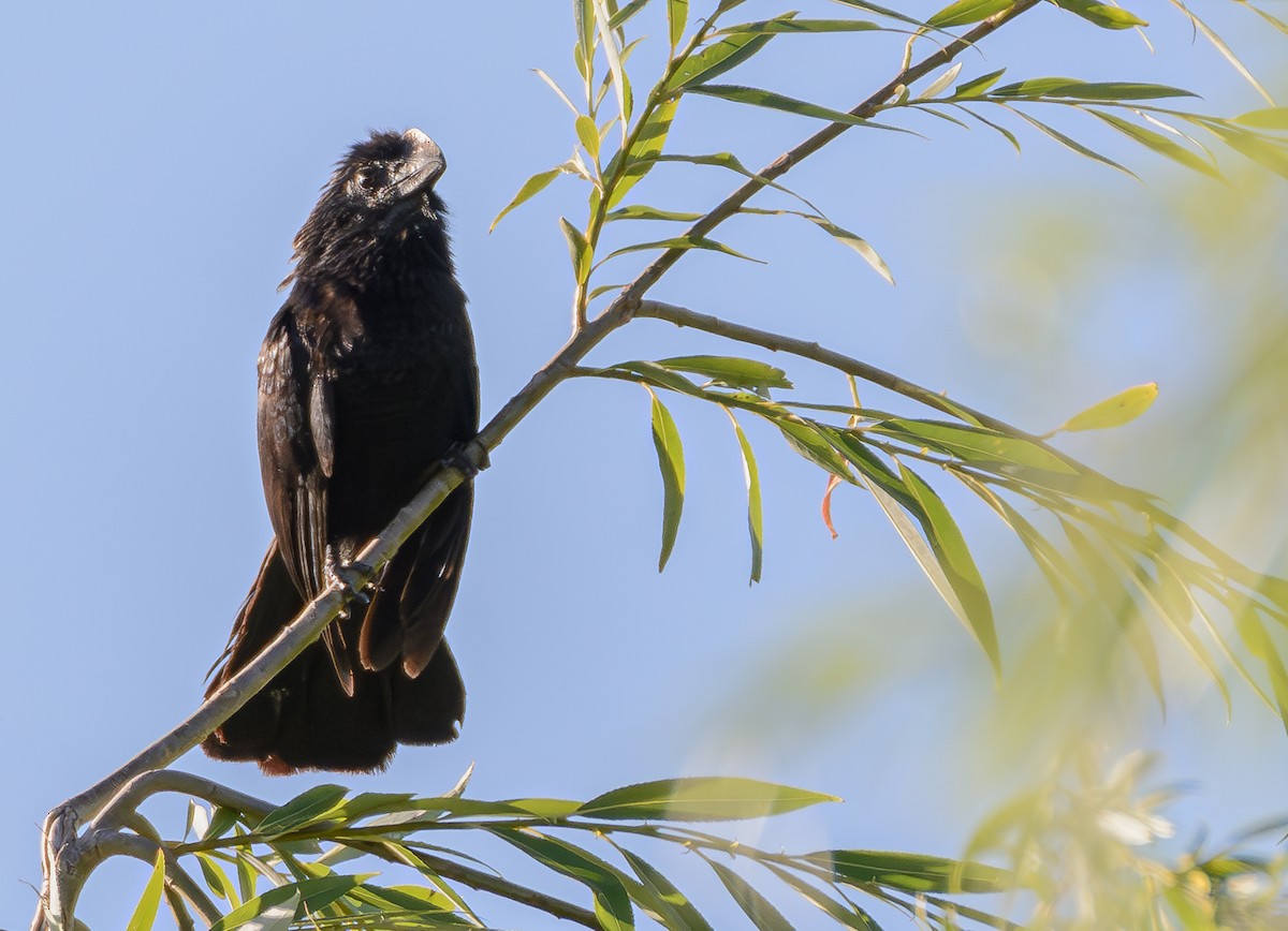 Гладкоклювая ани - ML646242915