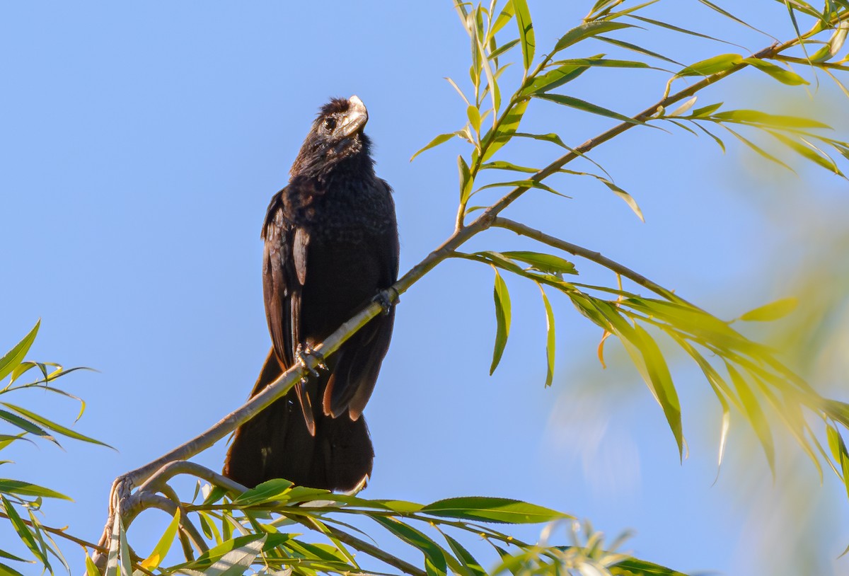 Ані товстодзьобий - ML646242916