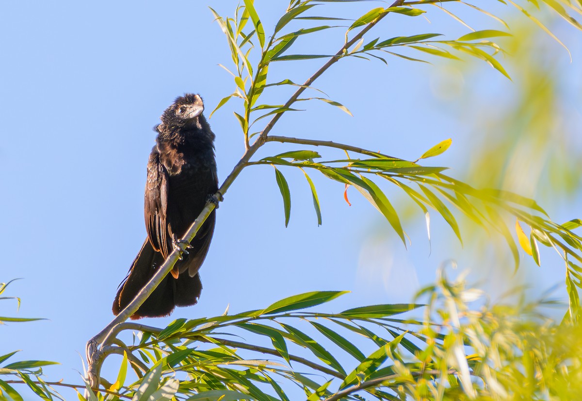 Гладкоклювая ани - ML646242917