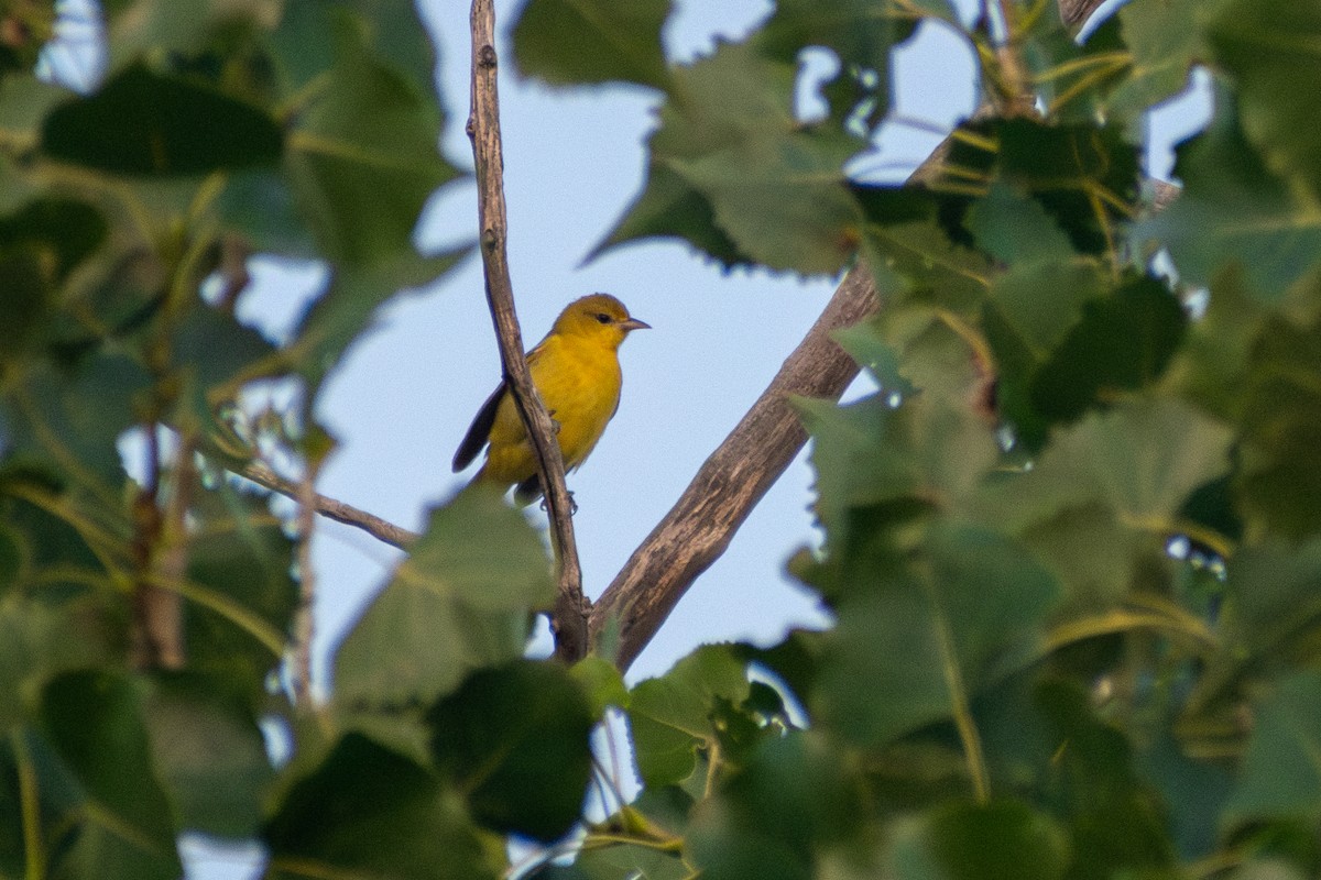 Садовый трупиал - ML646242918