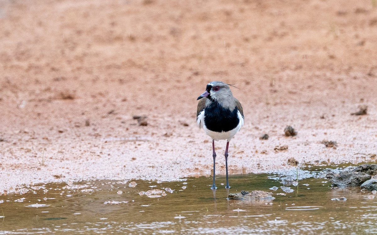 Кайеннский чибис - ML646242919