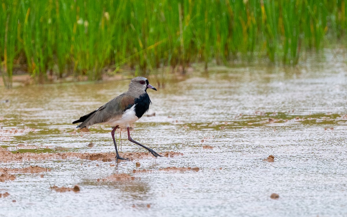 Кайеннский чибис - ML646242920