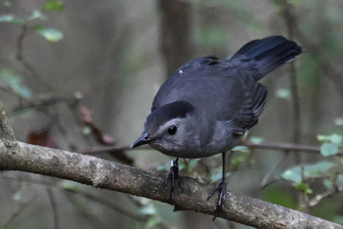 Кошачий пересмешник - ML646242921