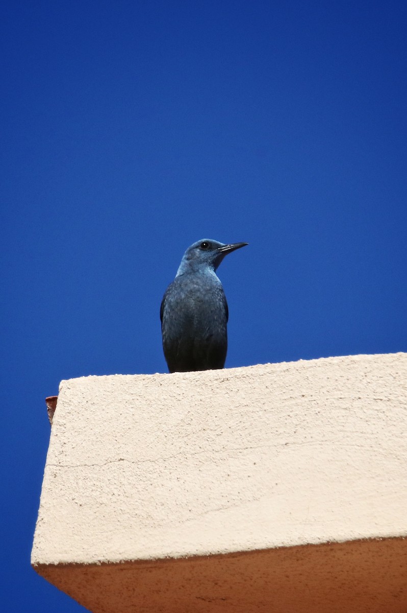 Синий каменный дрозд - ML646242922