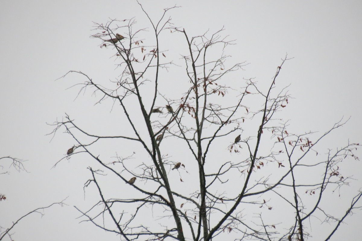 Щегол - ML646242925