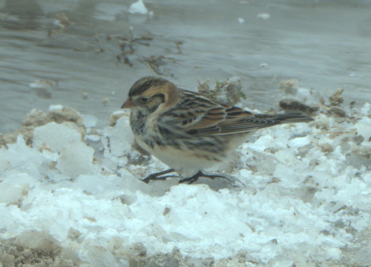 Лапландский подорожник - ML646242928