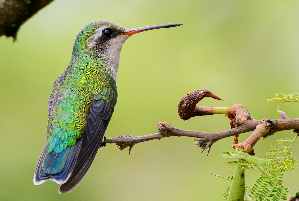 Сверкающий изумруд - ML646242930