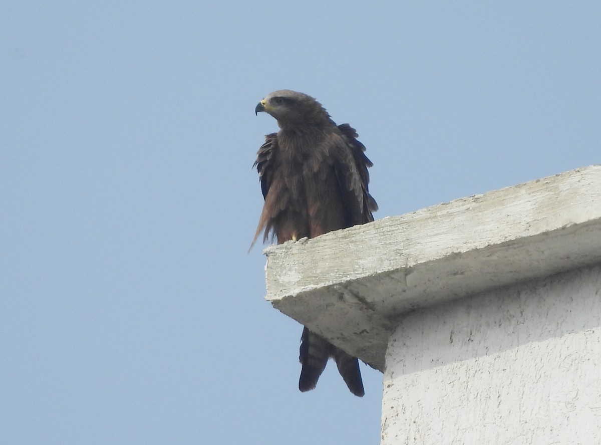 Чёрный коршун - ML646242931