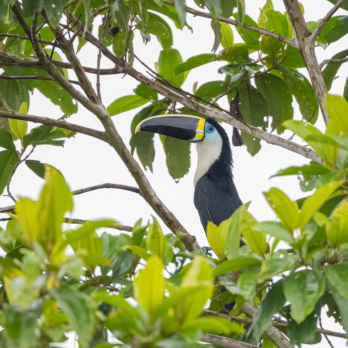 Тукан-ариель - ML646242932