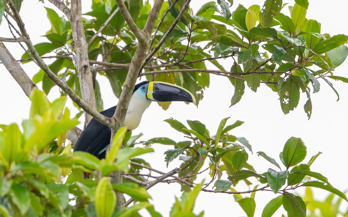 Тукан-ариель - ML646242934