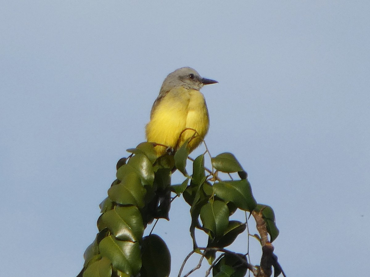 Королевский тиранн - ML646242936