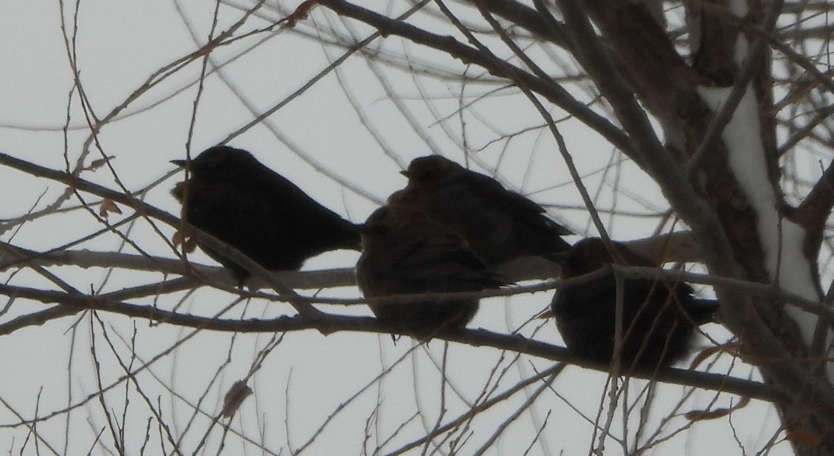 Пастбищный трупиал - ML646242938