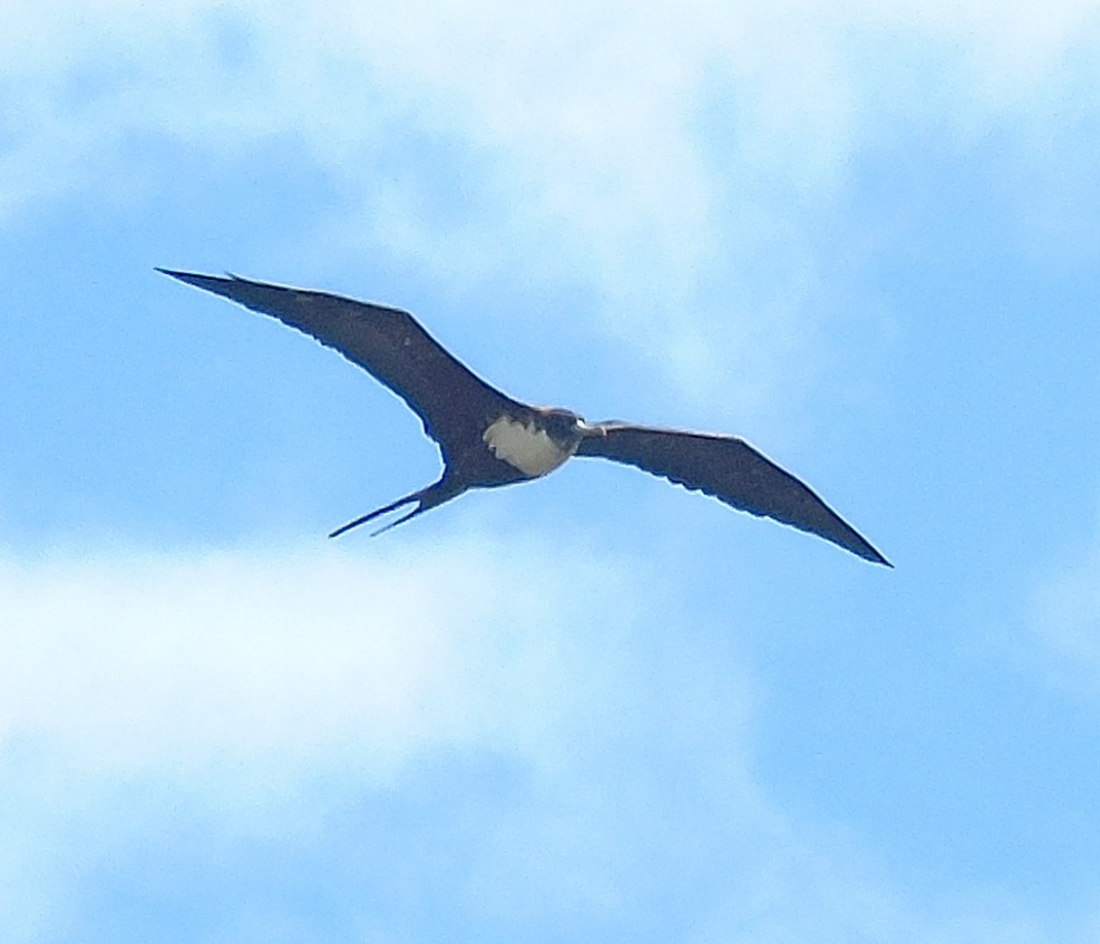 Большой фрегат - ML646242941