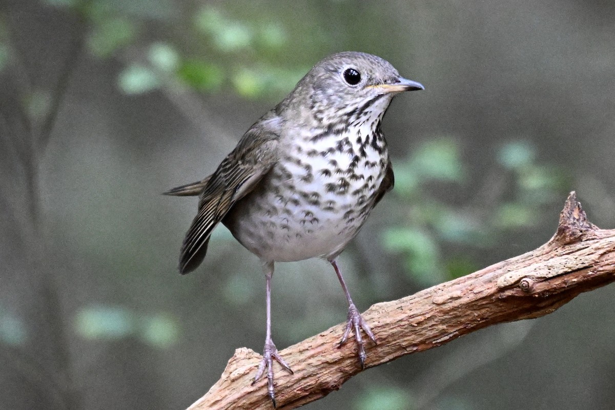 Grauwangen-Musendrossel - ML646242942