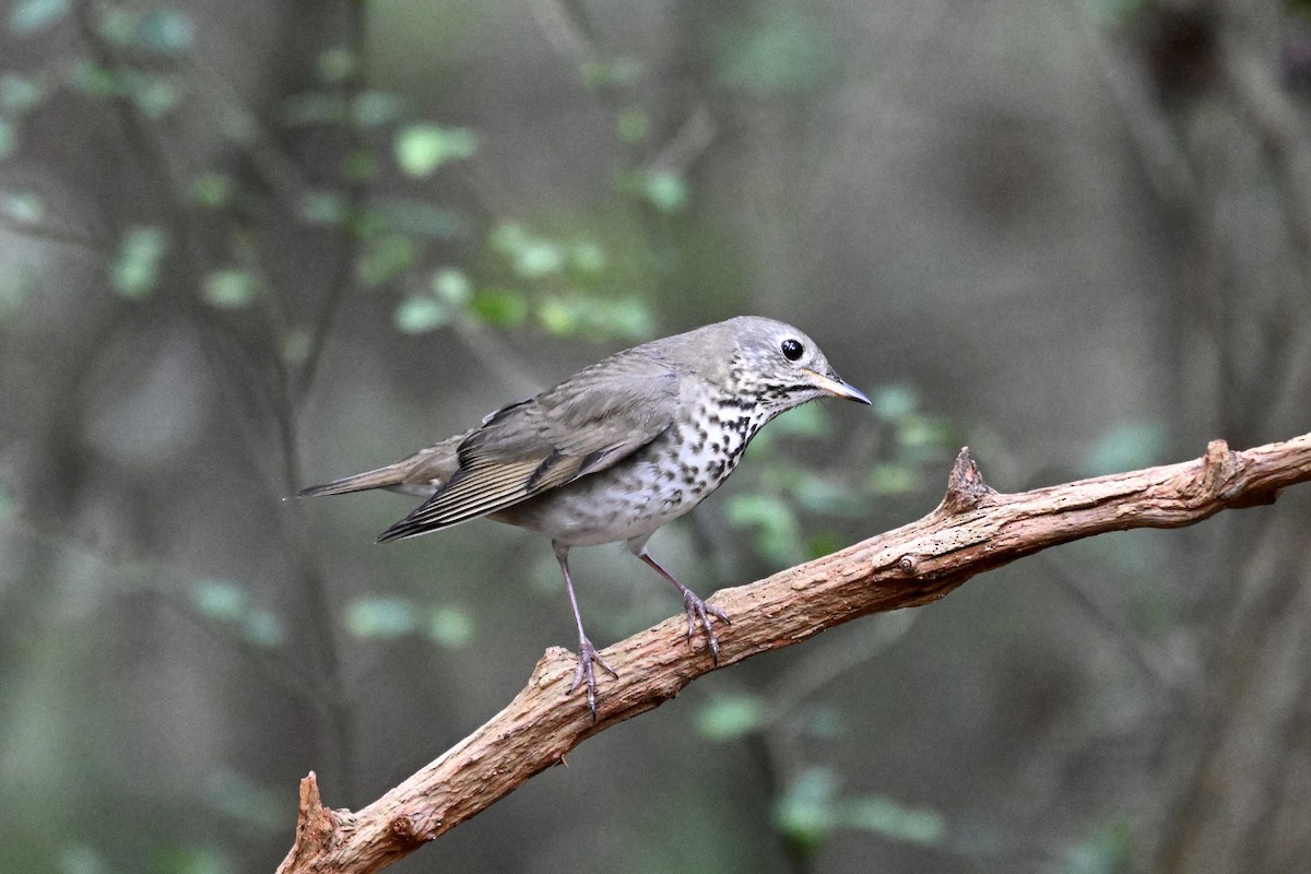 Grauwangen-Musendrossel - ML646242949