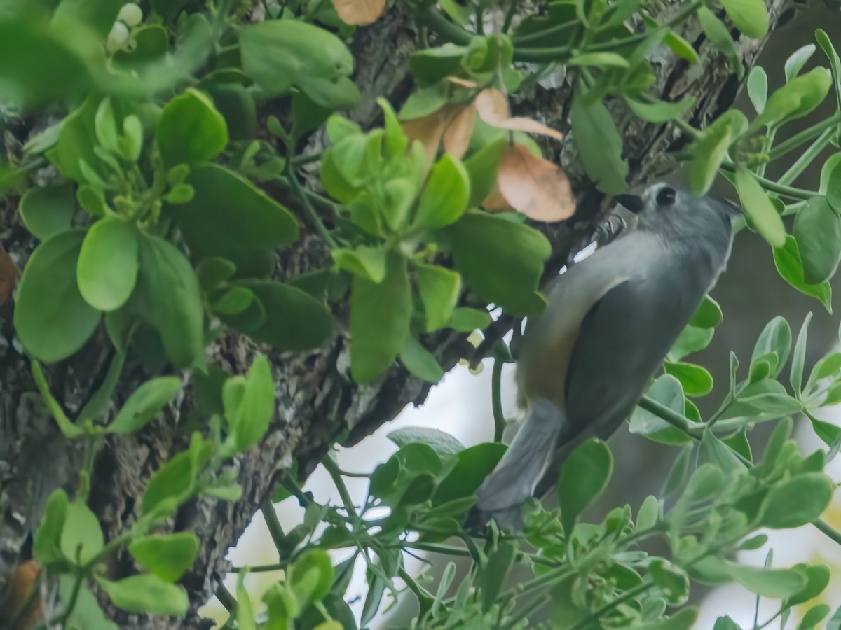 Black-crested Titmouse - ML646242953