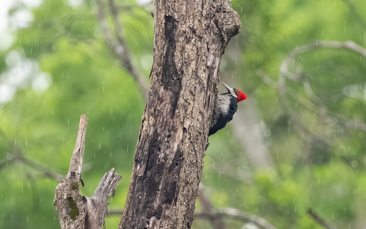 Crimson-crested Woodpecker - ML646242954